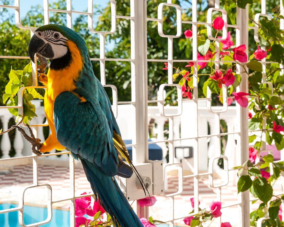 Bed and Breakfast Prestige Property - Da Costa Rio de Janeiro Exterior foto